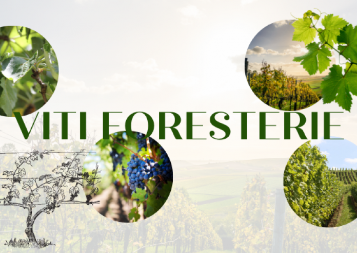 VITAF (VITiculture AgroForesterie) Mâconnais Sud Bourgogne 