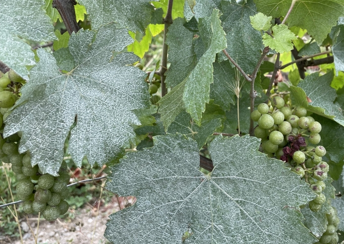 Face au changement climatique, les viticulteurs de Saône-et-Loire s'engagent