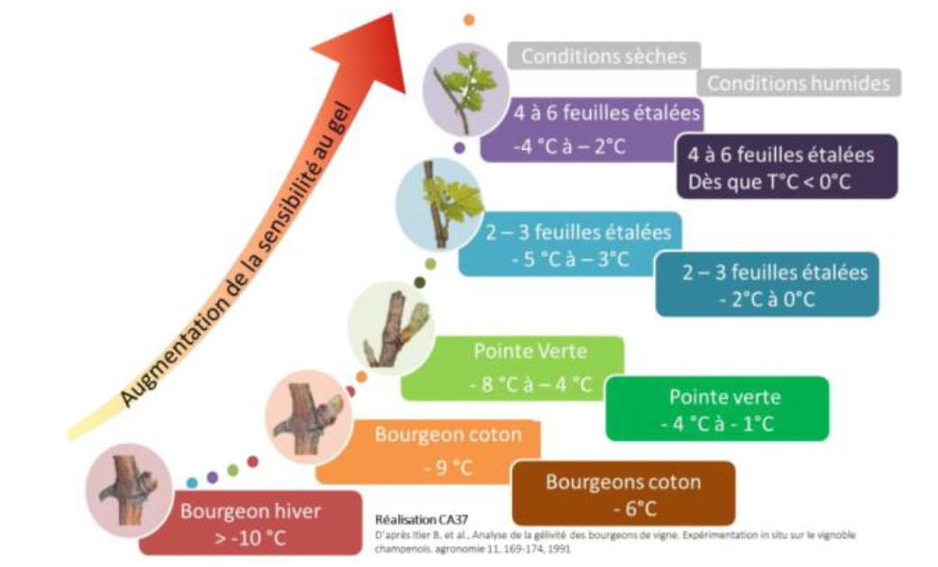 Sensibilité Vigne