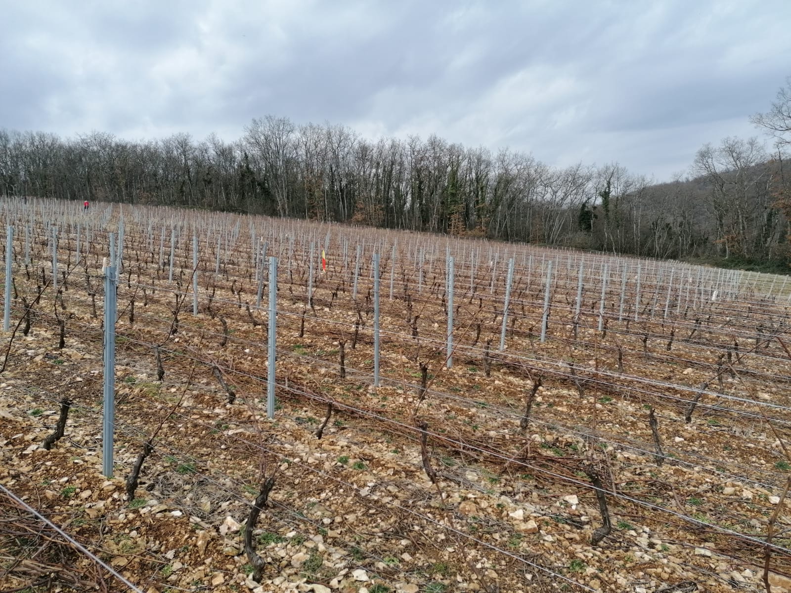 Vigne Sortie d'hiver